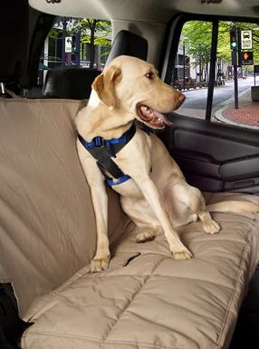 Canine Covers Travel Safe Harness