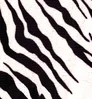 Zebra Zebra